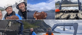 Taskekrabben er på full fart nordover Taskekrabben er på full fart nordover