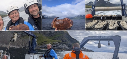 Taskekrabben er på full fart nordover Taskekrabben er på full fart nordover