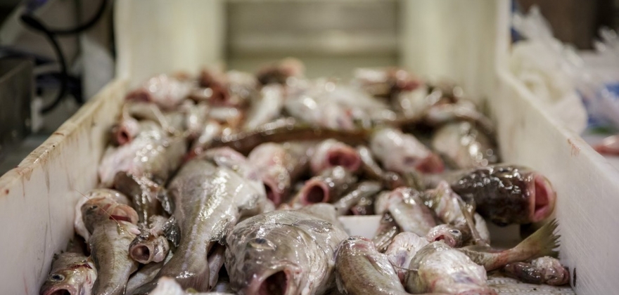 Omsatte 1 320 tonn fersk torsk  Omsatte 1 320 tonn fersk torsk