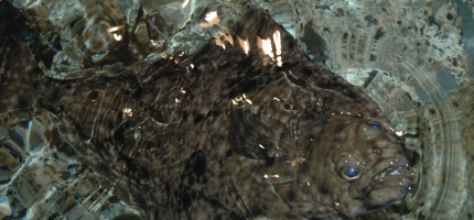 Fisket over 100 tonn kveite på én uke Fisket over 100 tonn kveite på én uke