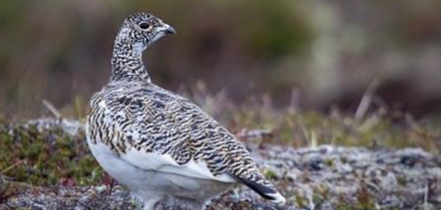 Klimaendringene pvirker fremtidens jakt og fiske 