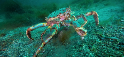 Nå er det krabbekappløp i nord Nå er det krabbekappløp i nord