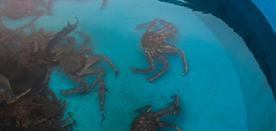 Krabbe-forsker er bekymret for hunnkrabben