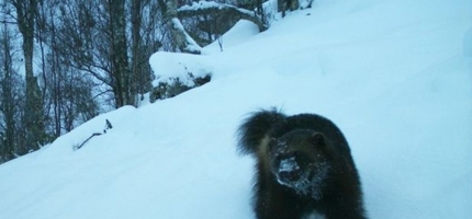 Foreslår flytting av rovdyrmål fra nord til sør Foreslår flytting av rovdyrmål fra nord til sør
