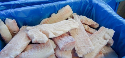 Øker hysekvoten Øker hysekvoten