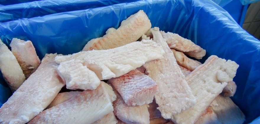 Fisk blir misfarget hvis den fryses for fersk Fisk blir misfarget hvis den fryses for fersk