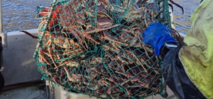 Kongekrabbe for 21 millioner kroner Kongekrabbe for 21 millioner kroner