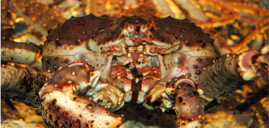 Leverte 52 tonn kongekrabbe  Leverte 52 tonn kongekrabbe