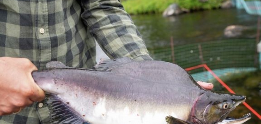 Krysser pukkellaks med norsk villaks Krysser pukkellaks med norsk villaks