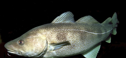 Helårsarbeidsplasser i fiskerinæringen Helårsarbeidsplasser i fiskerinæringen