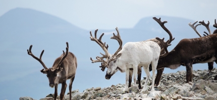 Nye nettsider om reindriftens arealer Nye nettsider om reindriftens arealer