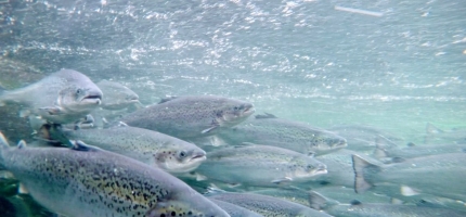Cermaq må søke om ny tillatelse for oppdrett i gullgammen Cermaq må søke om ny tillatelse for oppdrett i gullgammen
