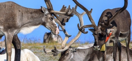 Elever er invitert til å bli med på slakting Elever er invitert til å bli med på slakting