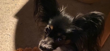 Mistenker kennelhoste i Nordkapp Mistenker kennelhoste i Nordkapp