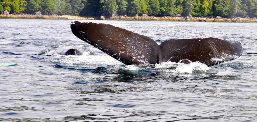 Forskere skal svømme med hval  Forskere skal svømme med hval