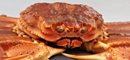 Opprettholder kvoteråd for snøkrabbe Opprettholder kvoteråd for snøkrabbe