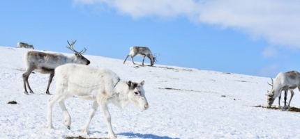 Tidvis stengt vei langs Fv. 888 Tidvis stengt vei langs Fv. 888