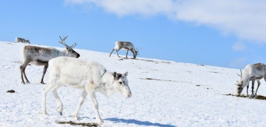 Vanskelig for reindriften å tilpasse seg klimaendringene med dagens forvaltning Vanskelig for reindriften å tilpasse seg klimaendringene med dagens forvaltning