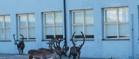 Skal utrede forvaltning av reindrift Skal utrede forvaltning av reindrift