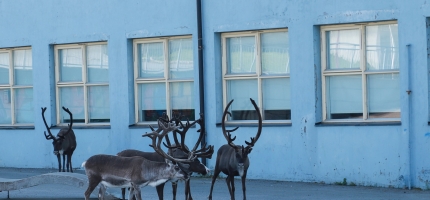 Skal utrede forvaltning av reindrift Skal utrede forvaltning av reindrift