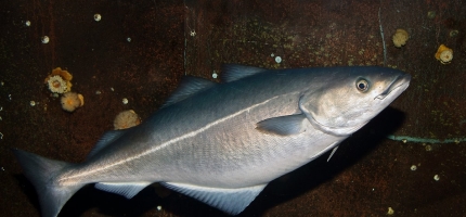 Omsatte 720 tonn sei  Omsatte 720 tonn sei