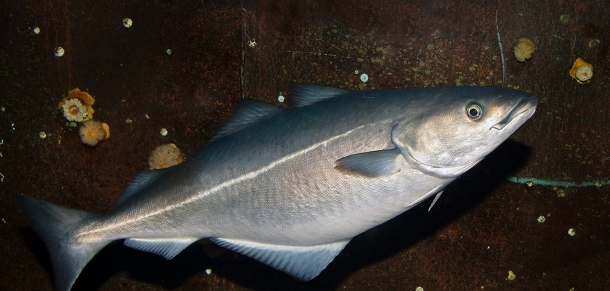 Mer sei og kysttorsk