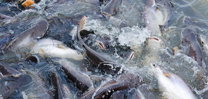 Tre norske fiskeartene hadde hye kvikkslv-niv