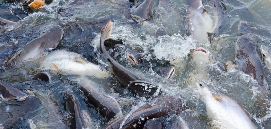 Bedre utnyttelse av hele fisken Bedre utnyttelse av hele fisken