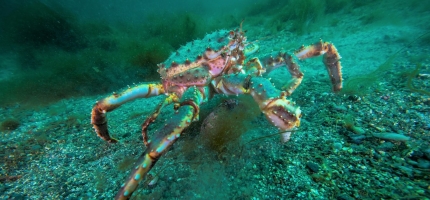 Havforskerne anbefaler nesten halvering kongekrabbekvoten Havforskerne anbefaler nesten halvering kongekrabbekvoten