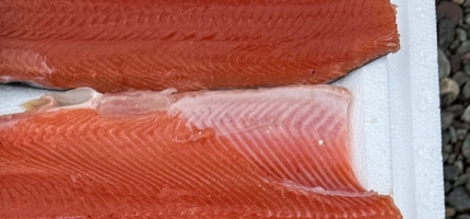 Pukkellaks kan bli ny næring for kystflåten Pukkellaks kan bli ny næring for kystflåten