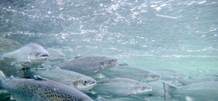 Nedgang i pris for eksport av fersk laks Nedgang i pris for eksport av fersk laks