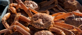 Finnmark krever 20 prosent levendefangst av snøkrabbe Finnmark krever 20 prosent levendefangst av snøkrabbe