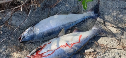 Fylkestinget krever at staten tar hovedansvaret for pukkellaksfisket i 2027 Fylkestinget krever at staten tar hovedansvaret for pukkellaksfisket i 2027