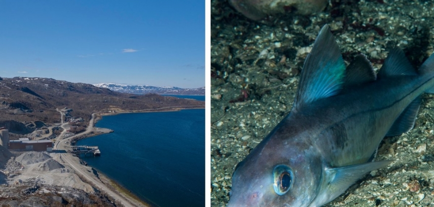 Hyse kan fortelle om viktige endringer i Repparfjorden Hyse kan fortelle om viktige endringer i Repparfjorden
