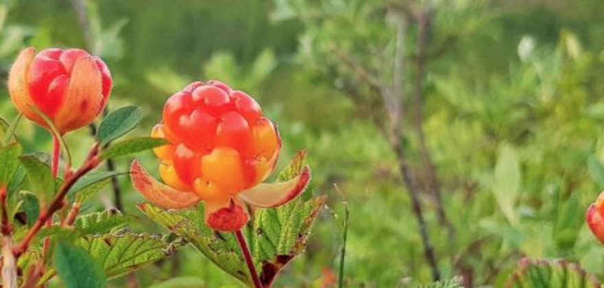 Alle kan plukke multer  Alle kan plukke multer