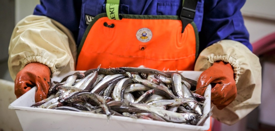 Havforskere fraråder loddefiske neste år Havforskere fraråder loddefiske neste år