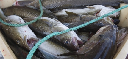 Leserinnlegg: Ferskfiskordningen må styrkes, kystens framtid står på spill Leserinnlegg: Ferskfiskordningen må styrkes, kystens framtid står på spill