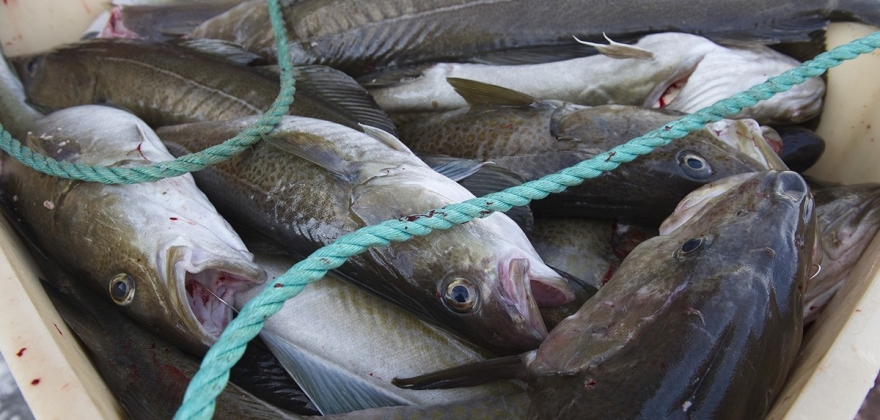 Drøftet innstramming for turistfiskere Drøftet innstramming for turistfiskere