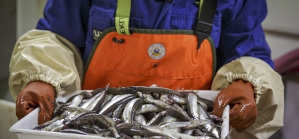 Anbefaler fortsatt fiskestopp for lodde i Barentshavet i 2026 Anbefaler fortsatt fiskestopp for lodde i Barentshavet i 2026