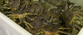 Omsatte 15 tonn kongekrabbe Omsatte 15 tonn kongekrabbe