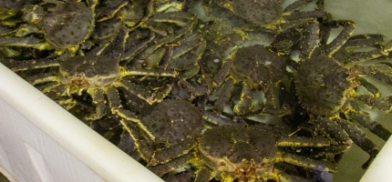 Omsatte 15 tonn kongekrabbe Omsatte 15 tonn kongekrabbe