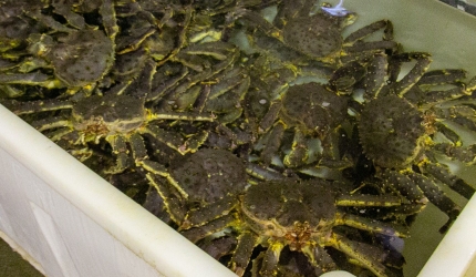 Omsatte 15 tonn kongekrabbe Omsatte 15 tonn kongekrabbe
