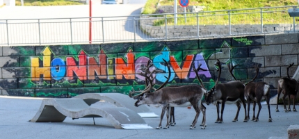 Rein i Lakselv sentrum Rein i Lakselv sentrum